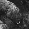 「ミレニアムオリーブ 樹齢1000年 オリーブ」の画像です。