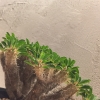 「マダガスカル」の画像です。