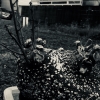 「塊根植物」の画像です。