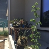 「塊根植物」の画像です。