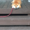 「待ちわびる。」の画像です。