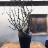 「グロボーサ」の画像です。