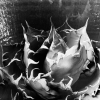 「発根」の画像です。