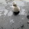 「雪だるま」の画像です。