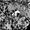 「花見」の画像です。