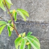 「グラウカ」の画像です。