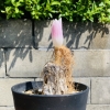 「開花？」の画像です。