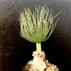 「Gethyllis grandiflora」の画像です。