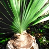 「Boophone disticha」の画像です。