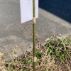 「お守り」の画像です。