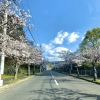 「桜木」の画像です。