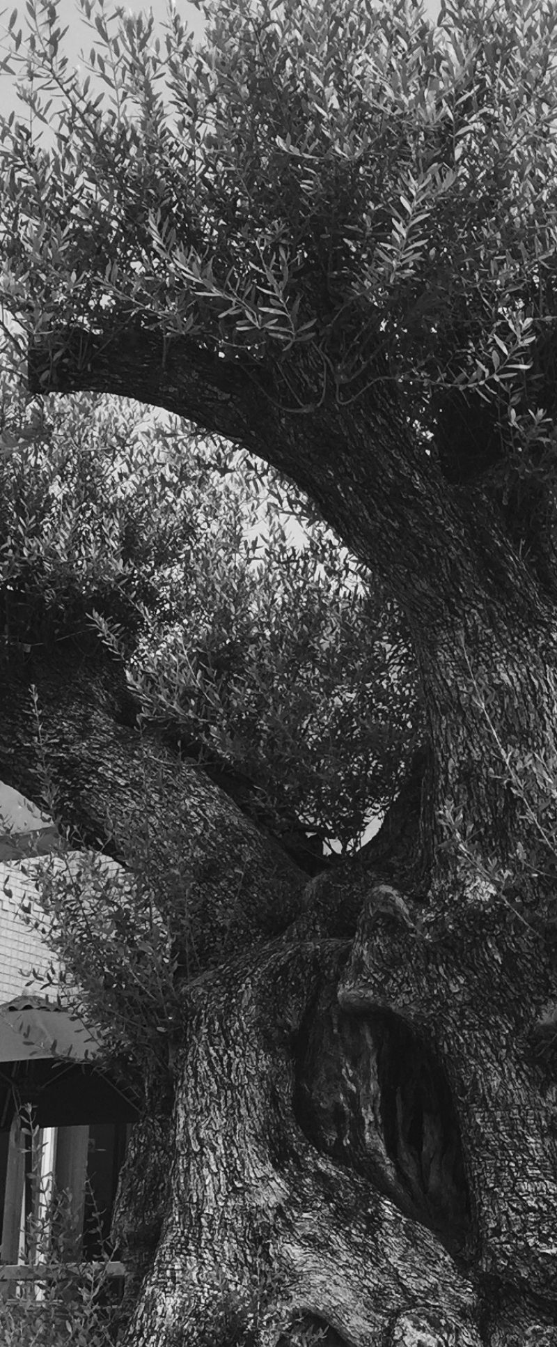 「ミレニアムオリーブ 樹齢1000年 オリーブ」の画像です。